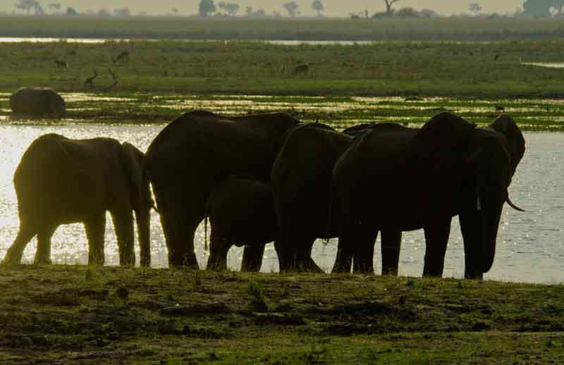46 - Botswana - elefantes - parque nacional de Chobe